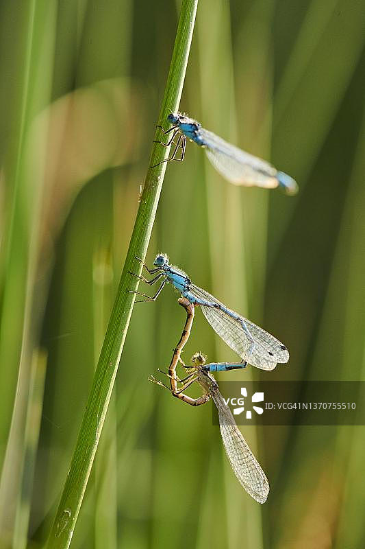 栖息在巴伐利亚草叶上的蔚蓝豆娘图片素材