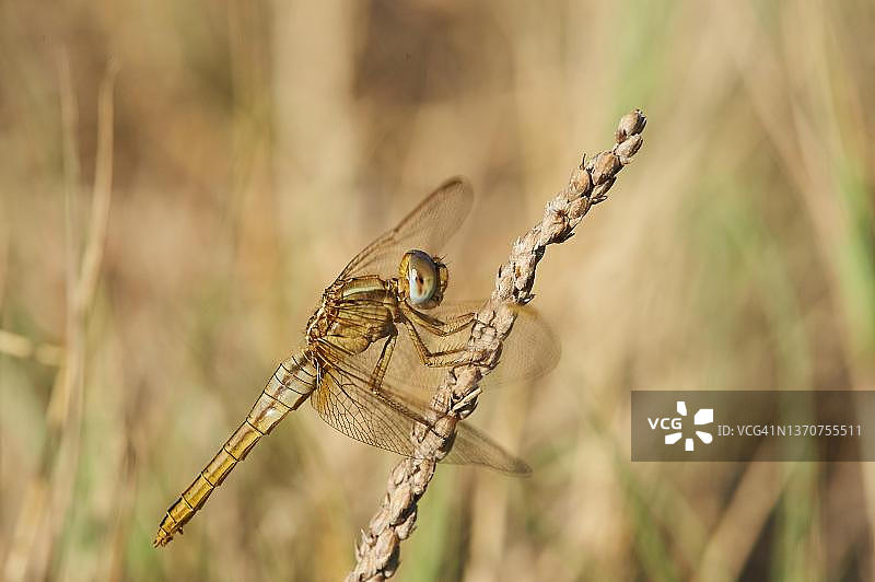 西班牙加泰罗尼亚埃布罗三角洲的红脉蜻蜓图片素材