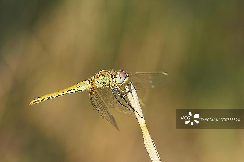 西班牙加泰罗尼亚埃布罗三角洲的红脉蜻蜓图片素材