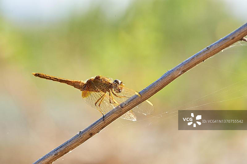 西班牙加泰罗尼亚埃布罗三角洲的红脉蜻蜓图片素材
