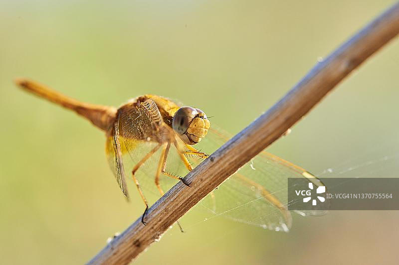 西班牙加泰罗尼亚埃布罗三角洲的红脉蜻蜓图片素材