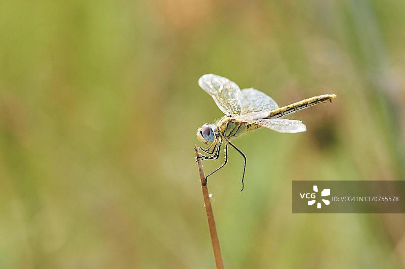 西班牙加泰罗尼亚埃布罗三角洲的红脉蜻蜓图片素材