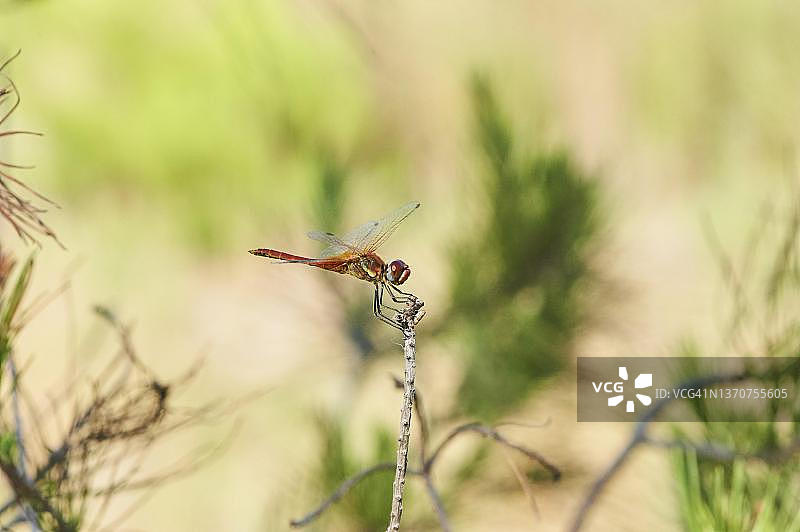 西班牙加泰罗尼亚埃布罗三角洲的红脉蜻蜓图片素材
