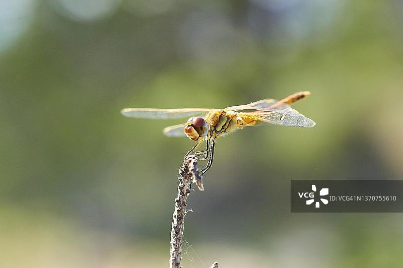 西班牙加泰罗尼亚埃布罗三角洲的红脉蜻蜓图片素材