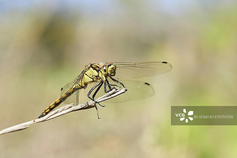 西班牙加泰罗尼亚埃布罗三角洲的红脉蜻蜓图片素材