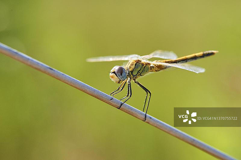 西班牙加泰罗尼亚埃布罗三角洲的红脉蜻蜓图片素材