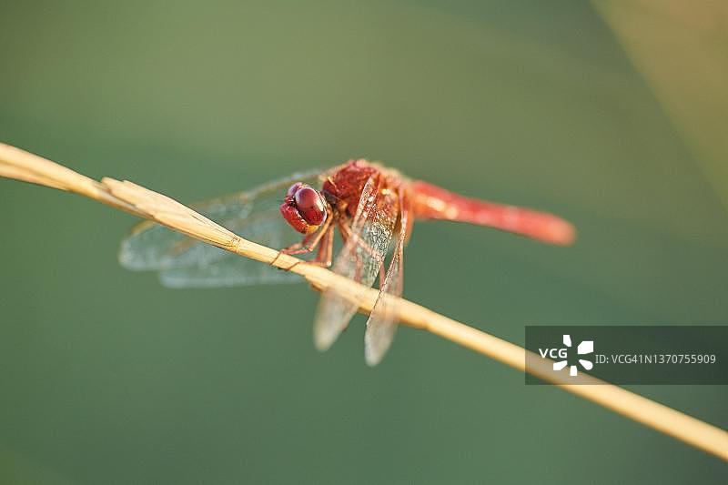 红脉蜻蜓，栖息于西班牙加泰罗尼亚埃布罗三角洲的草叶上图片素材