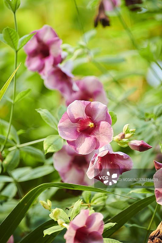 热带房屋中的美丽凉亭（Pandorea jasminoides）或凉亭藤蔓，德国巴伐利亚图片素材