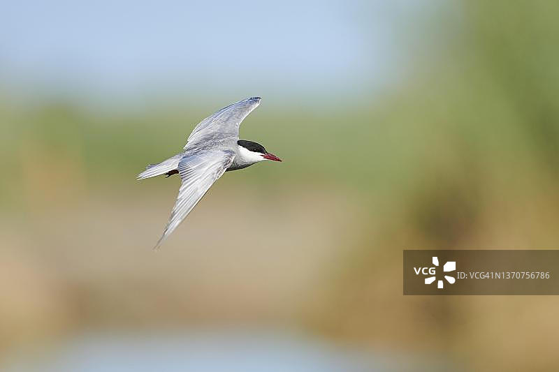 须浮鸥，西班牙加泰罗尼亚埃布罗三角洲图片素材