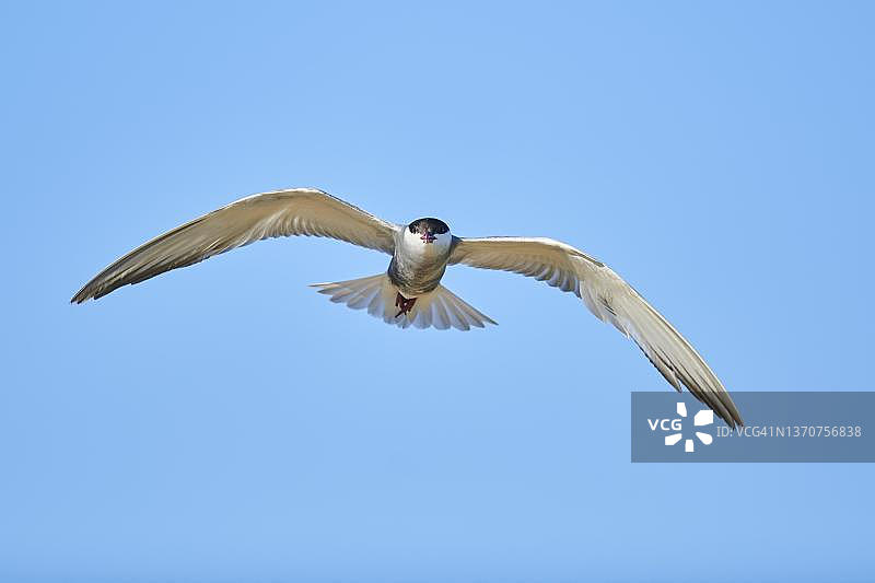 须浮鸥，西班牙加泰罗尼亚埃布罗三角洲图片素材