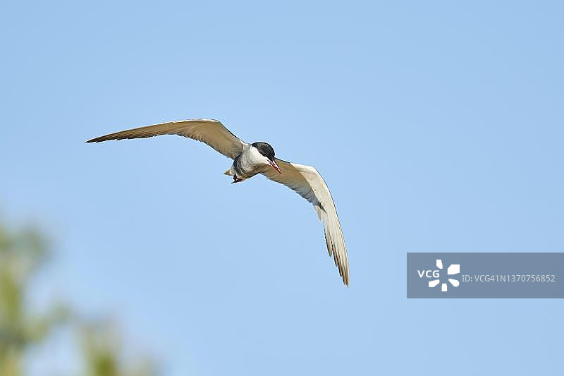 须浮鸥，西班牙加泰罗尼亚埃布罗三角洲图片素材