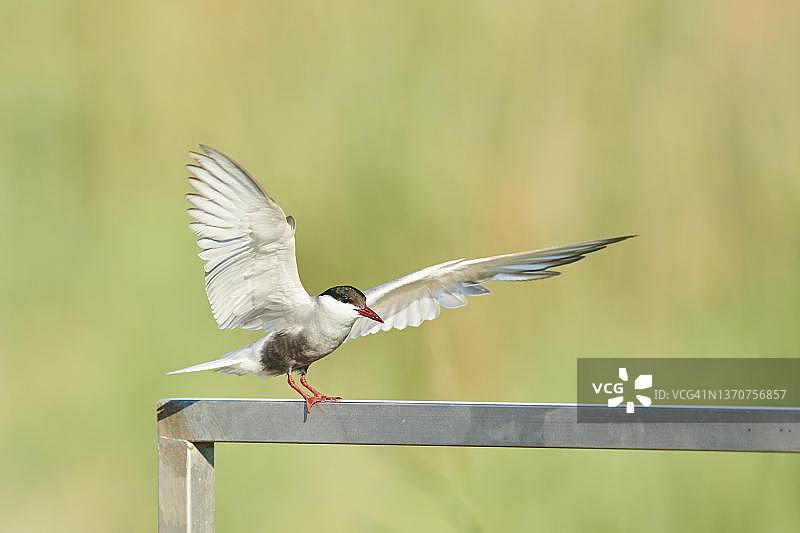 须浮鸥，西班牙加泰罗尼亚埃布罗三角洲图片素材