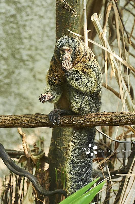 德国圈养的白面粗尾猿图片素材