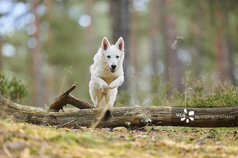 德国巴伐利亚州的白色瑞士牧羊犬图片素材