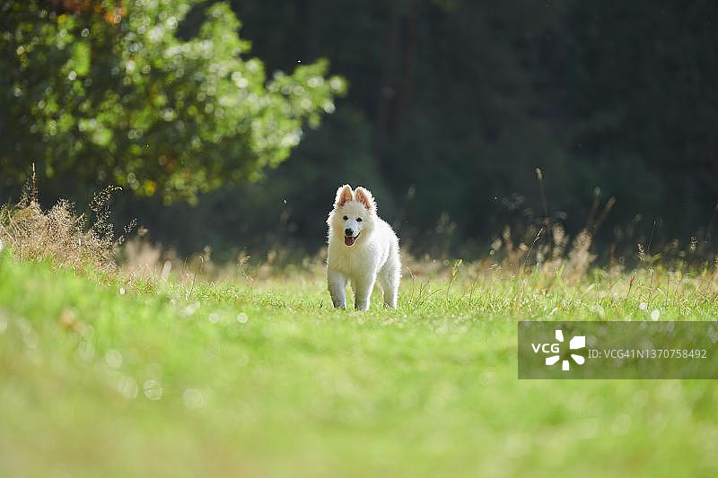白色瑞士牧羊犬幼犬，德国巴伐利亚图片素材
