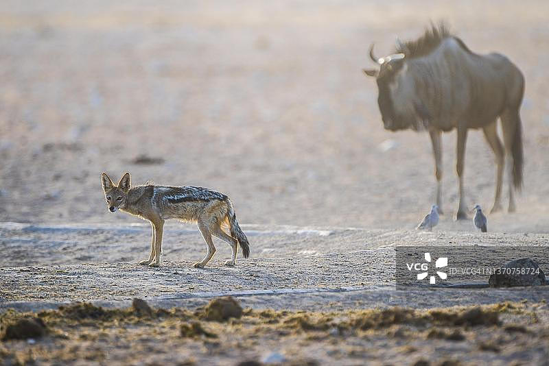 埃托沙国家公园蓝角马和黑背胡狼图片素材