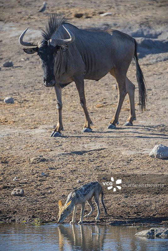 埃托沙国家公园蓝角马和黑背胡狼图片素材