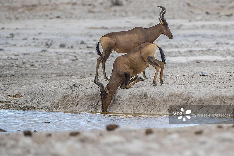 红狷羚，埃托沙国家公园，纳米比亚图片素材