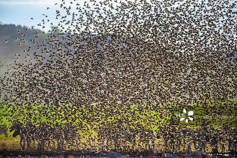 红嘴奎利亚雀大群飞过埃托沙国家公园的水坑，斑马在旁图片素材