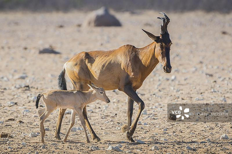 红狷羚（Alcelaphus buselaphus caama），带小牛的雌性，纳米比亚埃托沙国家公园图片素材