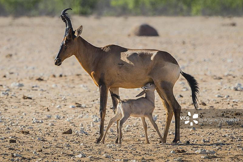 红狷羚（Alcelaphus buselaphus caama），带小牛的雌性，纳米比亚埃托沙国家公园图片素材