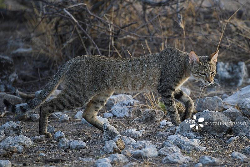 纳米比亚埃托沙国家公园内的非洲野猫图片素材
