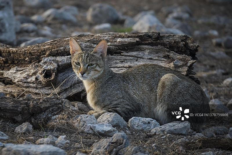 纳米比亚埃托沙国家公园内的非洲野猫图片素材