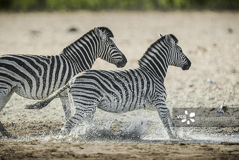 布氏斑马在水坑旁，纳米比亚埃托沙国家公园图片素材