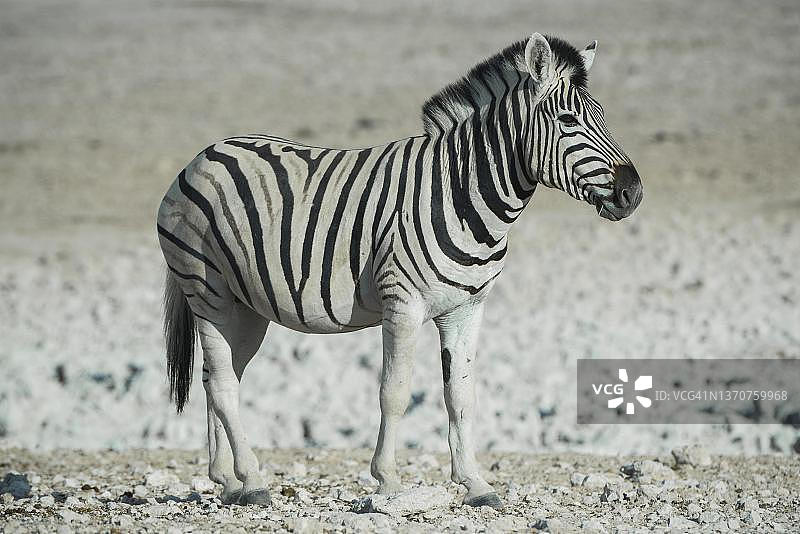 布氏斑马，纳米比亚埃托沙国家公园图片素材