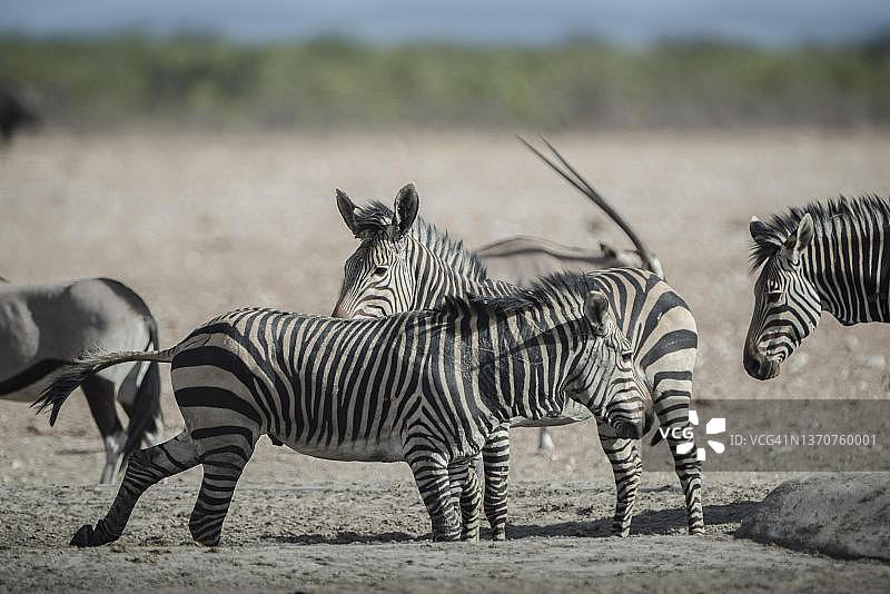 纳米比亚埃托沙国家公园水塘边的哈特曼山斑马图片素材