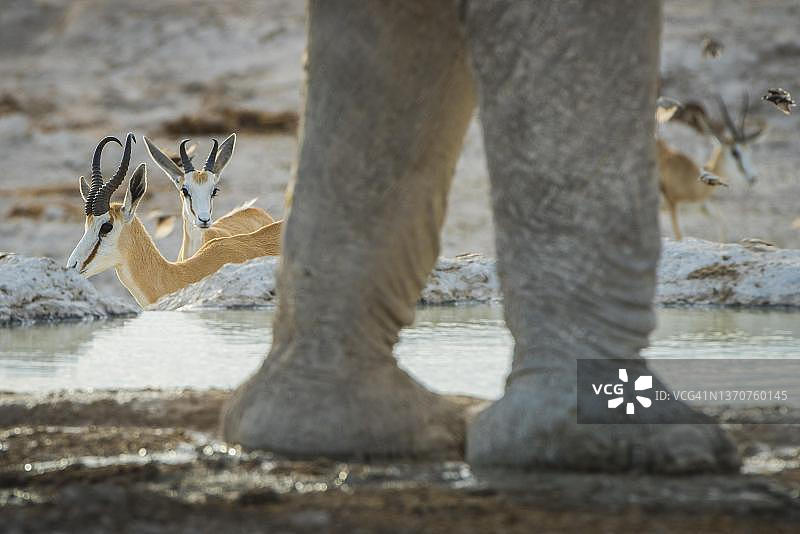 非洲大象和跳羚在埃托沙国家公园水塘饮水图片素材