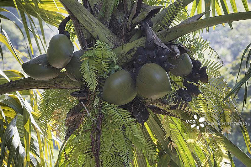 塞舌尔的棕榈树和海椰子图片素材