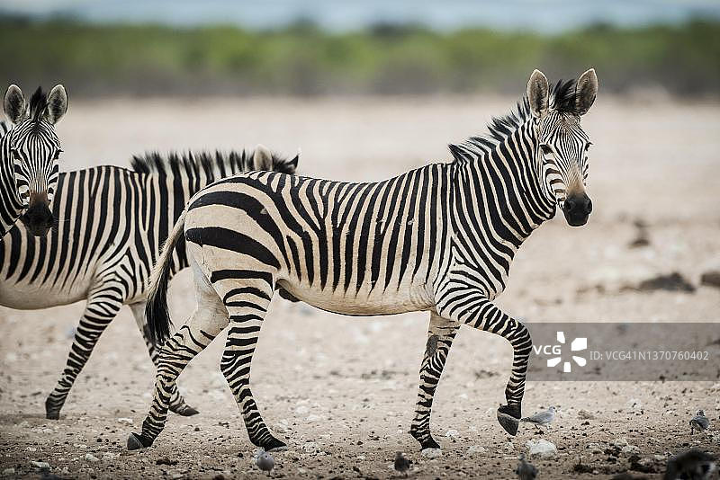 纳米比亚埃托沙国家公园水塘边的哈特曼山斑马图片素材