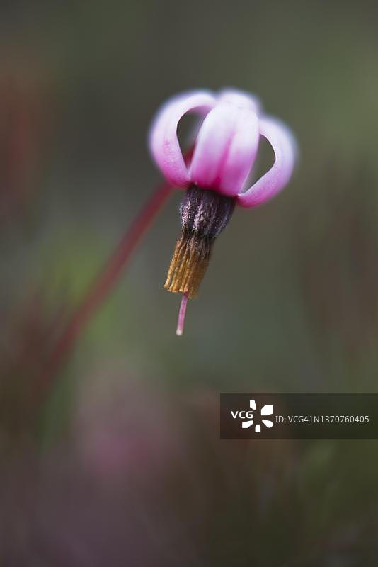 蔓越莓沼泽 (Vaccinium oxycoccus)，德国下萨克森州埃姆斯兰图片素材