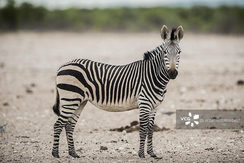 纳米比亚埃托沙国家公园水塘边的哈特曼山斑马图片素材