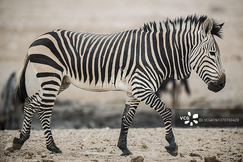 纳米比亚埃托沙国家公园水塘边的哈特曼山斑马图片素材