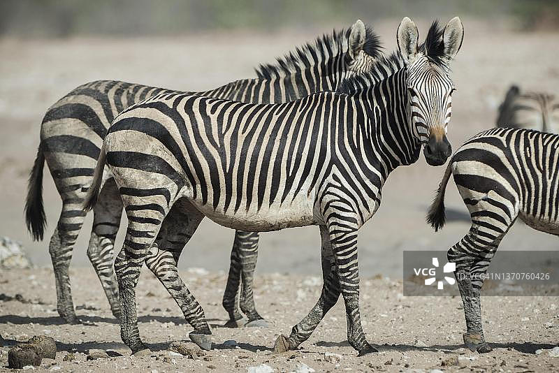 纳米比亚埃托沙国家公园水塘边的哈特曼山斑马图片素材