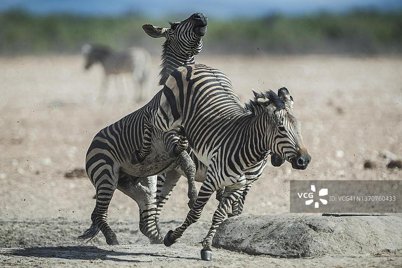 纳米比亚埃托沙国家公园水塘边的哈特曼山斑马图片素材