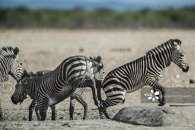 纳米比亚埃托沙国家公园水塘边的哈特曼山斑马图片素材