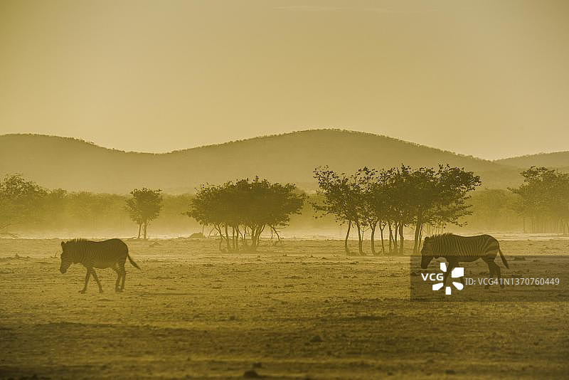 纳米比亚埃托沙国家公园水塘边的哈特曼山斑马图片素材