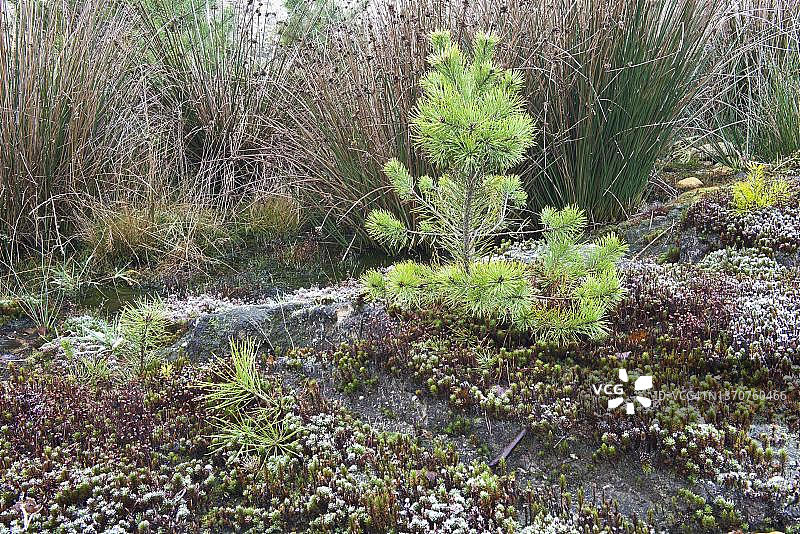 德国下萨克森埃姆斯兰的普通金发藓和苏格兰松树图片素材