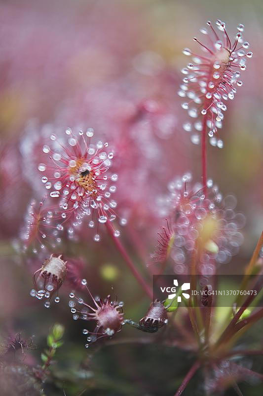 茅膏菜，德国下萨克森州埃姆斯兰图片素材