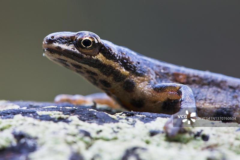 德国下萨克森州埃姆斯兰的普通蝾螈图片素材