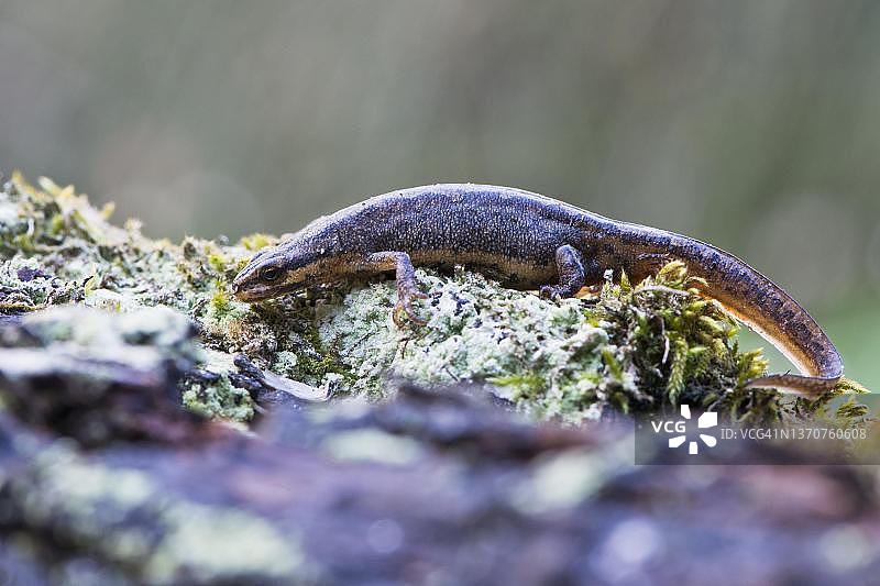 德国下萨克森州埃姆斯兰的普通蝾螈图片素材