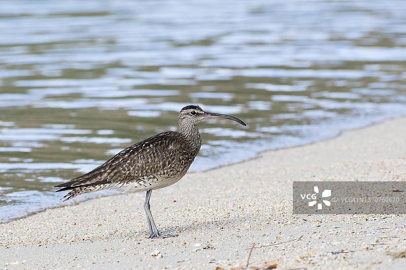 中杓鹬，普拉兰岛，塞舌尔图片素材