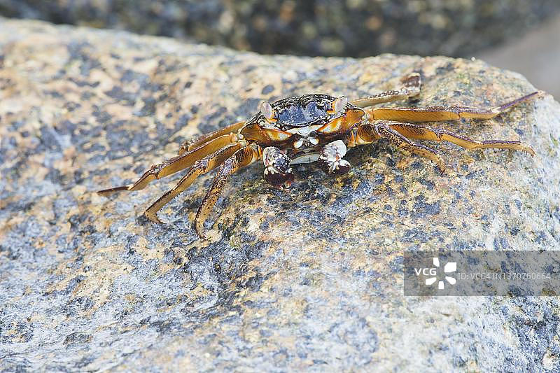 细纹石蟹，拉迪格岛，塞舌尔图片素材