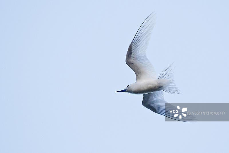 白玄鸥，塞舌尔库赞岛图片素材