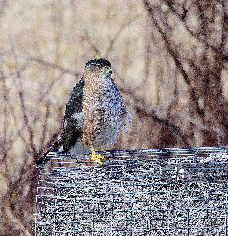 栖息的库珀鹰图片素材
