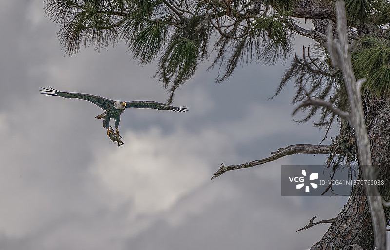白头海雕携晚餐飞回巢穴图片素材