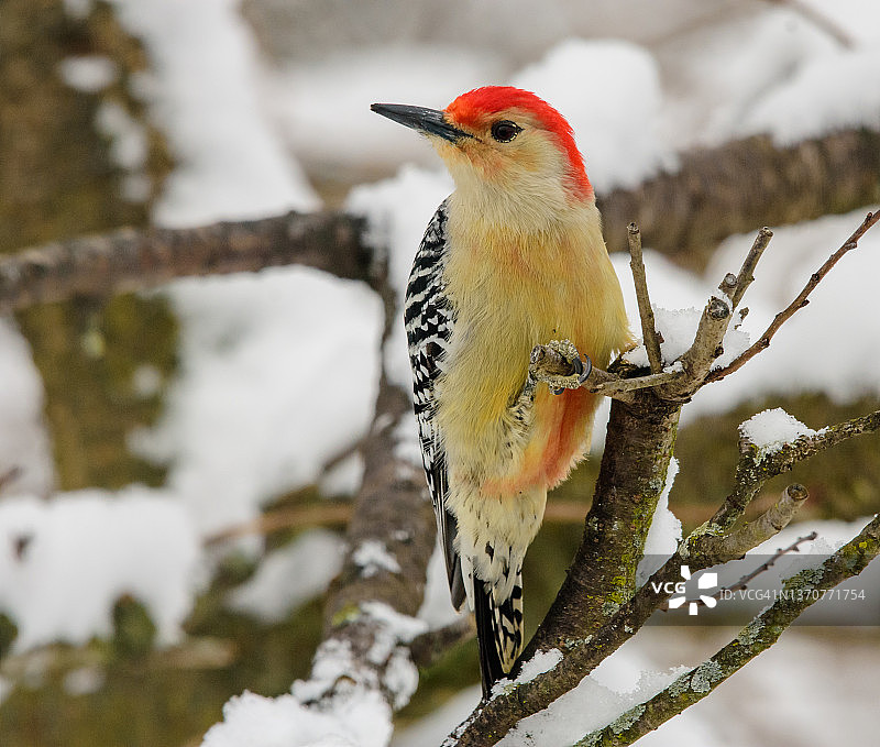 雪中的红腹啄木鸟图片素材